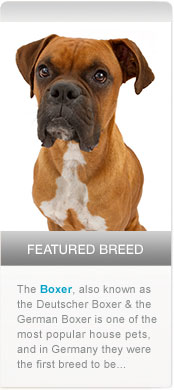 Featured Breed